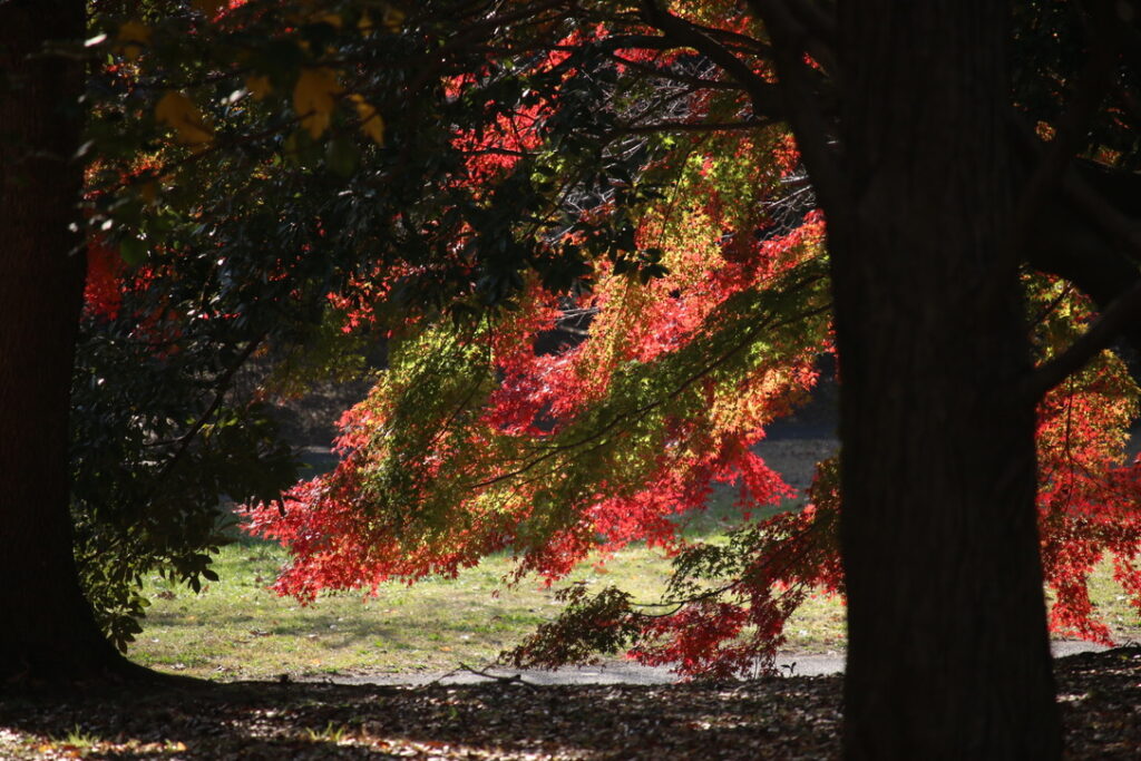 紅葉