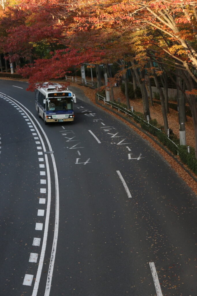 紅葉とバス